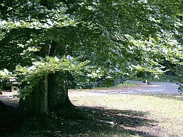Wald und Baum. Urspr�ngliche Kraft hei�t bei den Chinesen CHING. Mehr zum Symbol ???