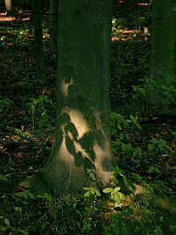 Baum-Impressionen. Kraft und Weisheit. Orte der Kraft