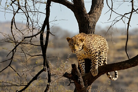 Leoparden-Photos von Robert Goppelt