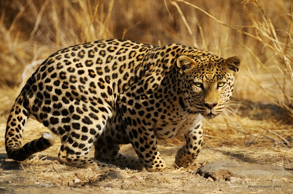 Leopardenphotos von Robert Goppelt - 