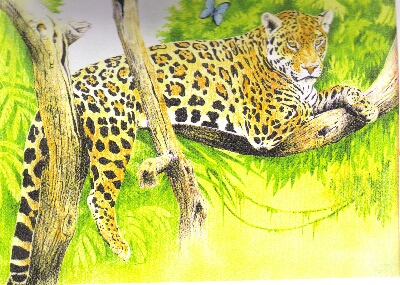 der Leopard auf dem Baum