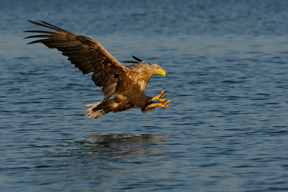 Adler im Anflug - Naturschutzgebiet Feldberger Seenplatte . Photo von Robert Goppelt