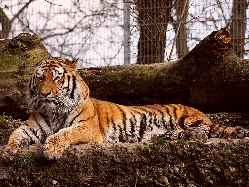 Aus der Tigerserie (0736) vonUlrike Limberg, Tiger im Zoo Duisburg, danke Uli 960x720