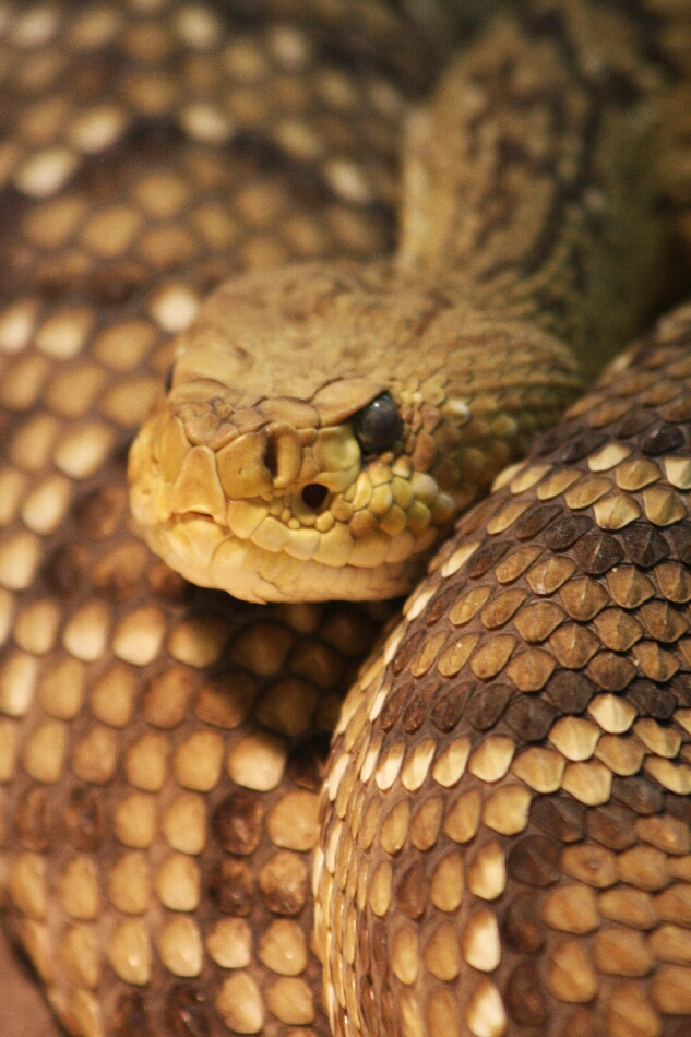 Schlange aus dem Terra-Zoo Rheinberg  - ein Photo von Ulrike Limberg