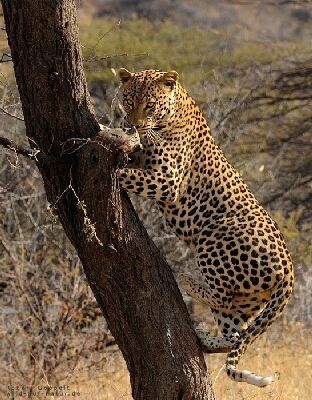 ... werden im Chi-Kung des Kung-Fu die Leoparden-Übungen aus dem  “Spiel der fünf Tiere [Wuxinggong]” genutzt.