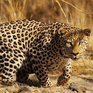 Zur Stärkung des Erd-Elementes werden im Chi-Kung des Kung-Fu die Leoparden-Übungen aus dem “Spiel der fünf Tiere [Wuxinggong]” genutzt