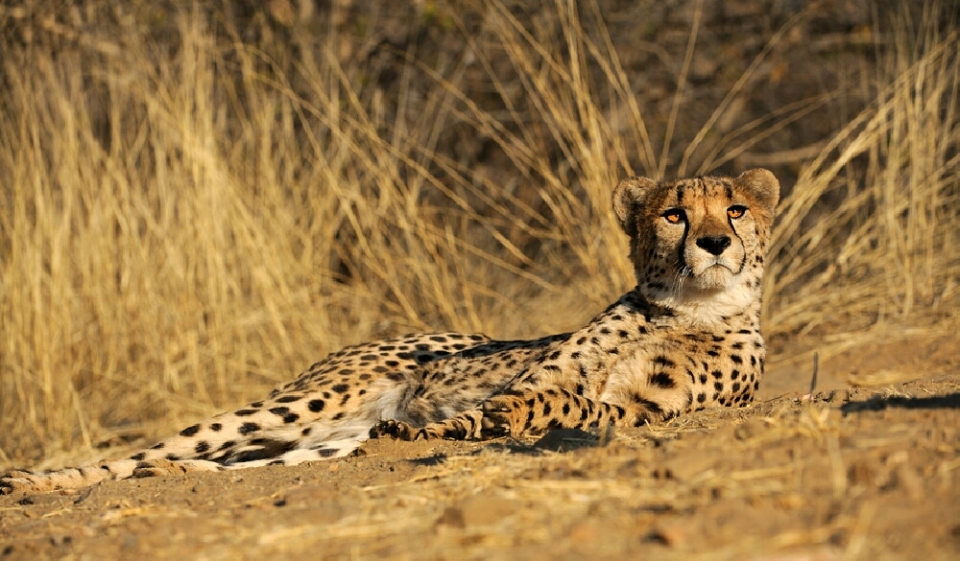 Meditation, der kleine Urlaub zwischendurch. Leopard, Namibia. Photo von Robert Goppelt
