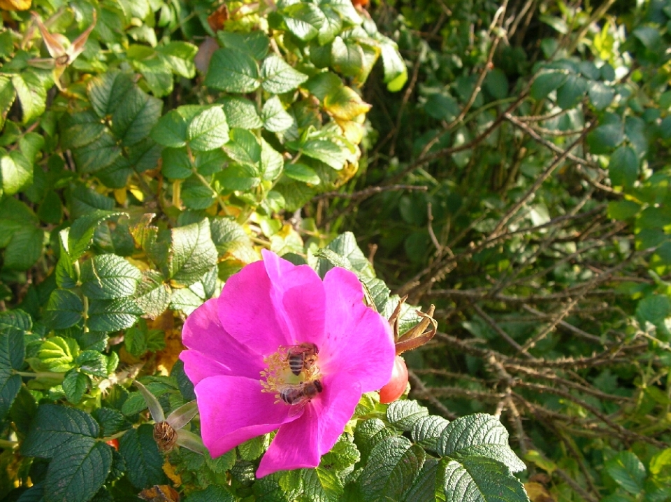 Bienen in einer Strandrose