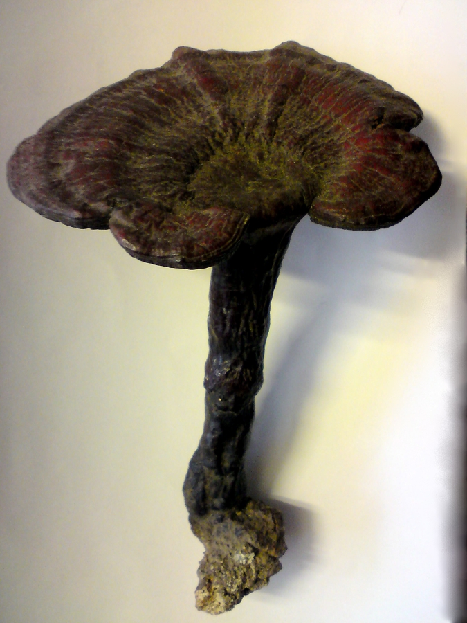 Reishi - der sogenannte Unsterblichkeits-Pilz