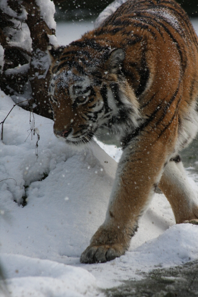 Tiger aus dem Zoo Duisburg