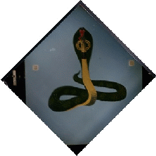 der Schlangen-Stil im Kung-Fu und Qigong