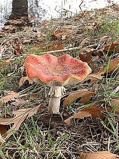 Mushroom in the Forest (2)